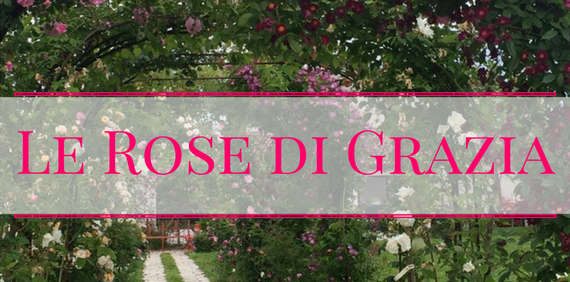 Big_le_rose_di_grazia