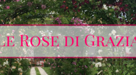 Small_le_rose_di_grazia